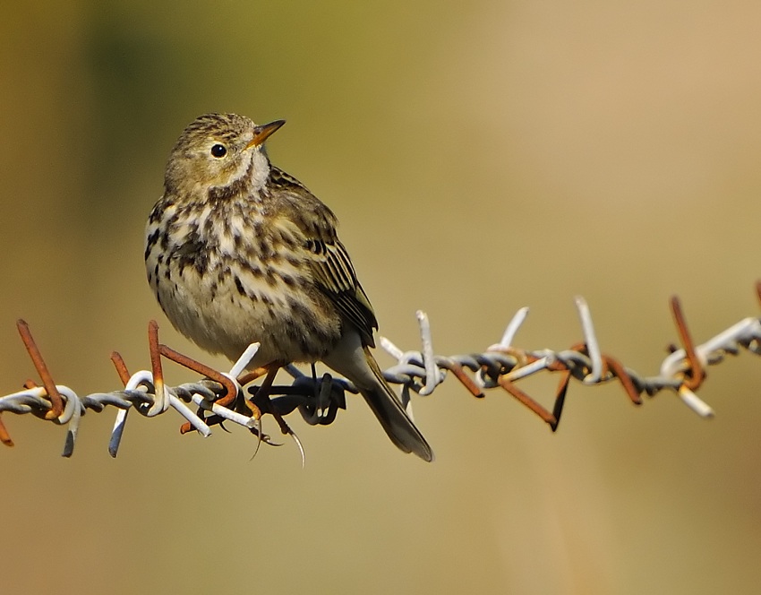 Meadow Pipit