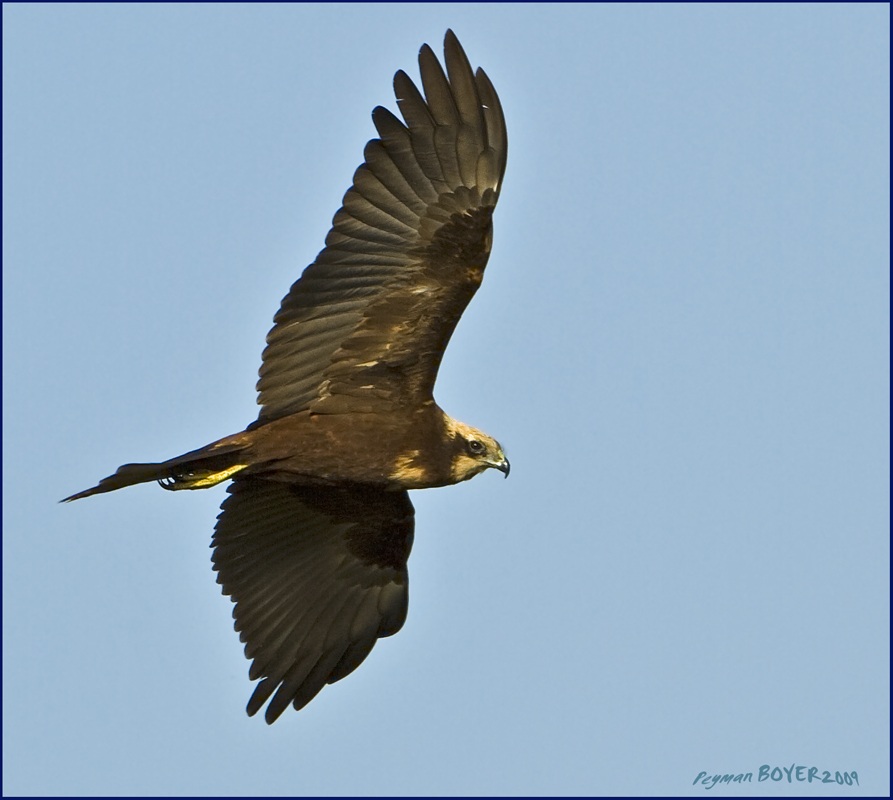Western Marsh Harrier