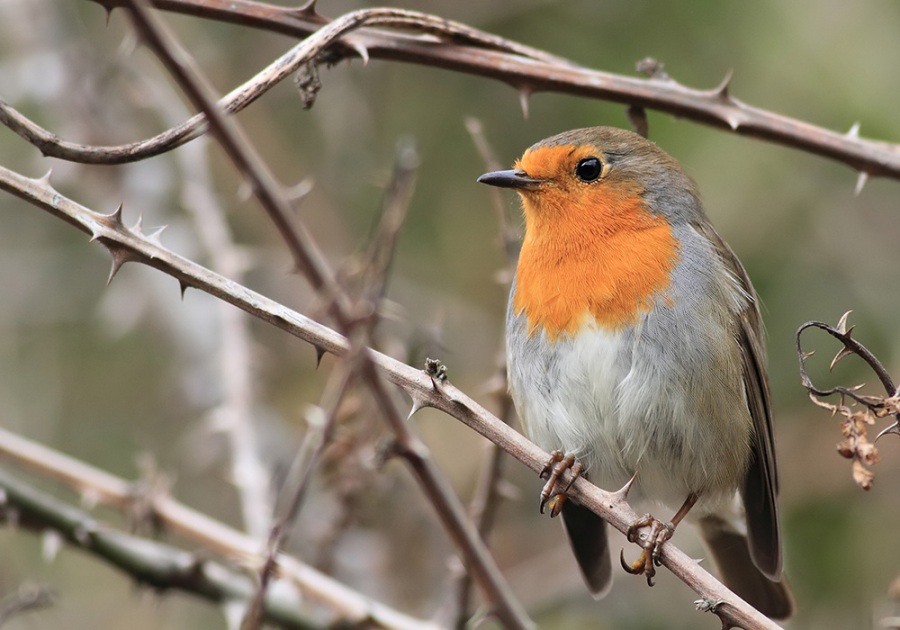 European Robin