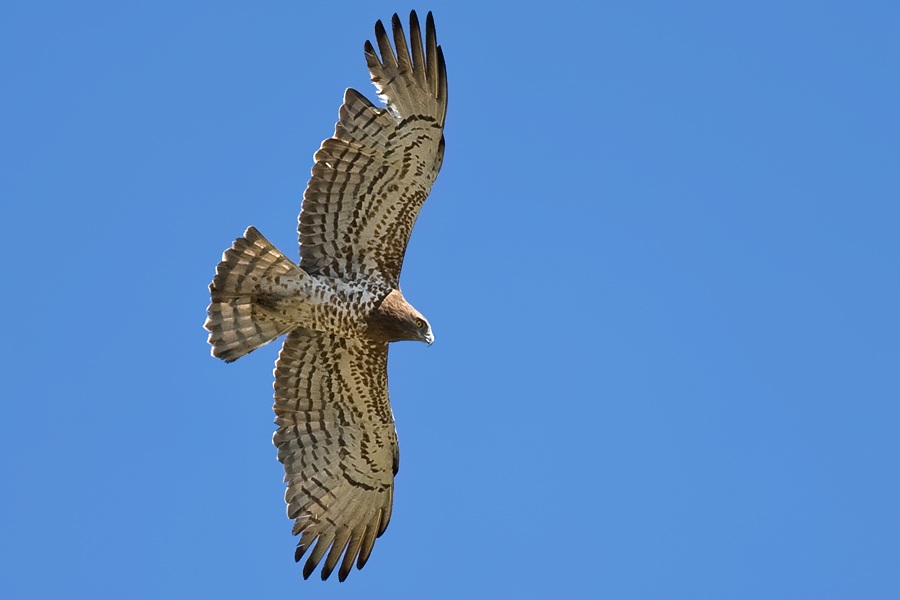 Short-toed Snake Eagle
