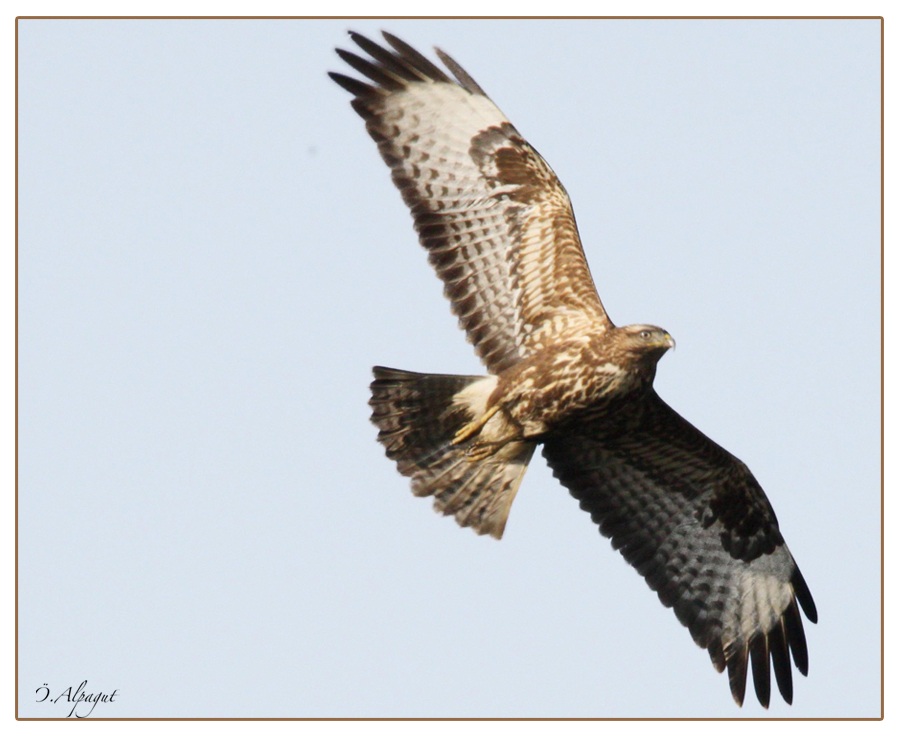 Common Buzzard