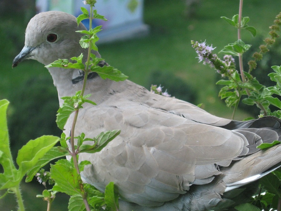 Eurasian Collared Dove