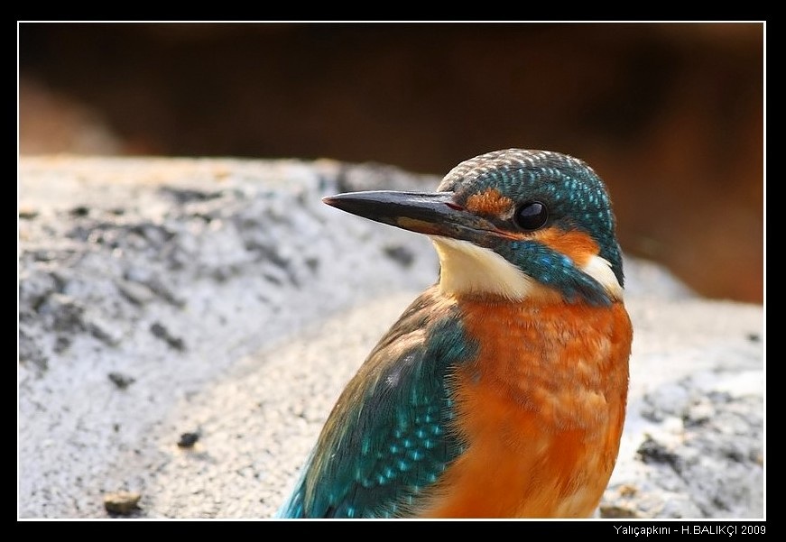 Common Kingfisher