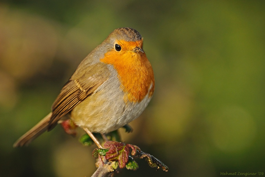 European Robin