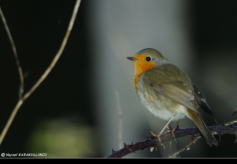 European Robin