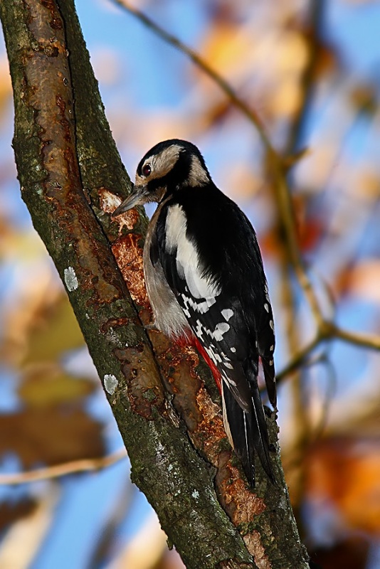 Great Spotted Woodpecker