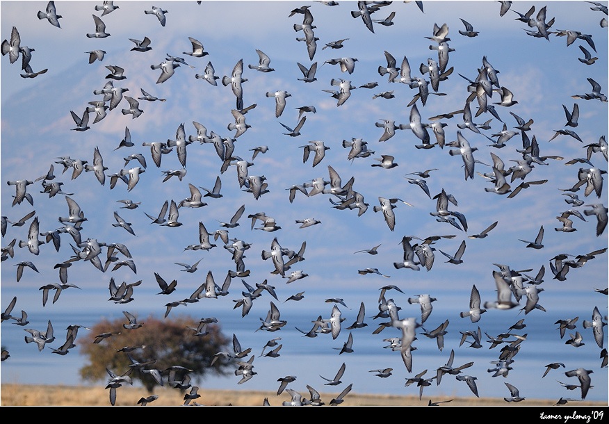 Rock Dove
