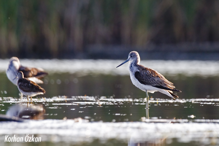 Common Greenshank