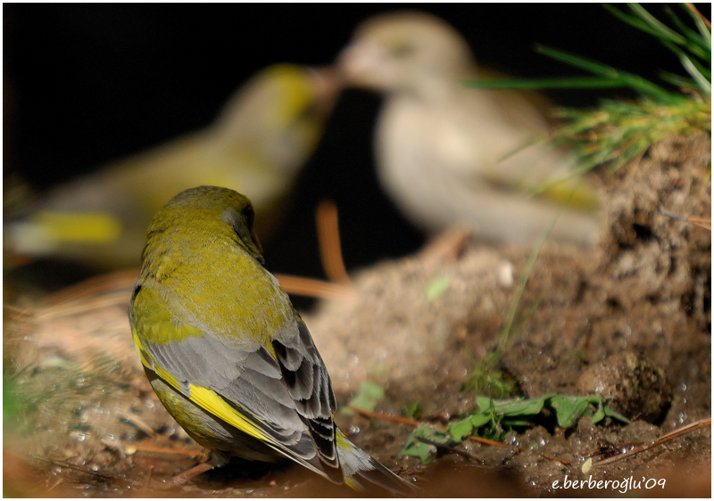 European Greenfinch