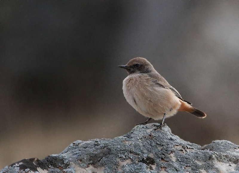 Red-tailed Wheatear