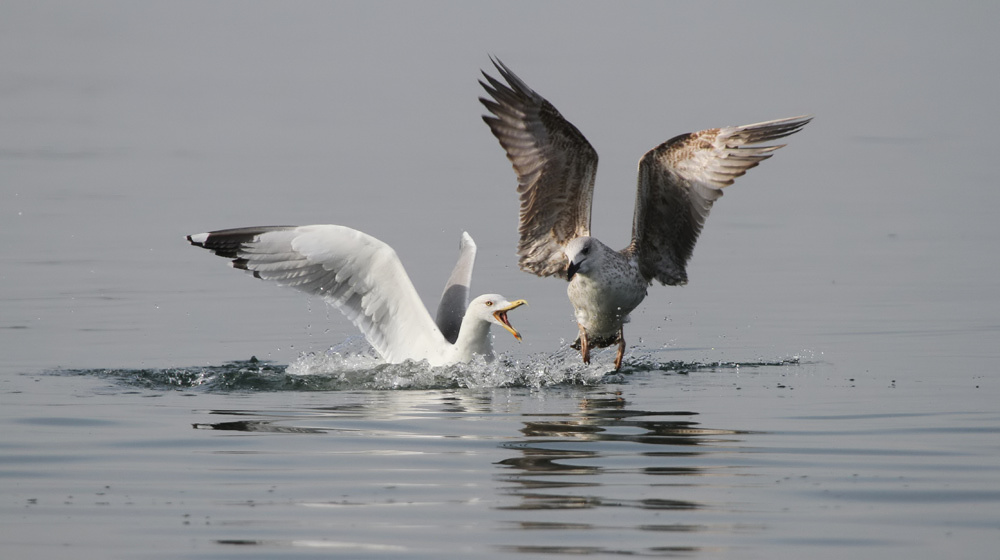 Yellow-legged Gull