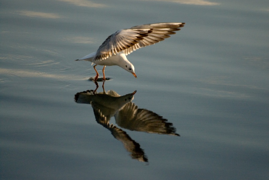 Black-headed Gull