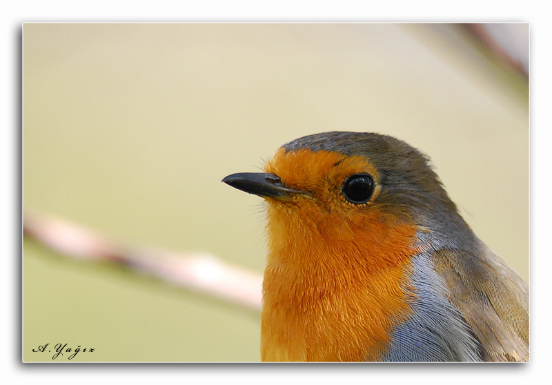 European Robin