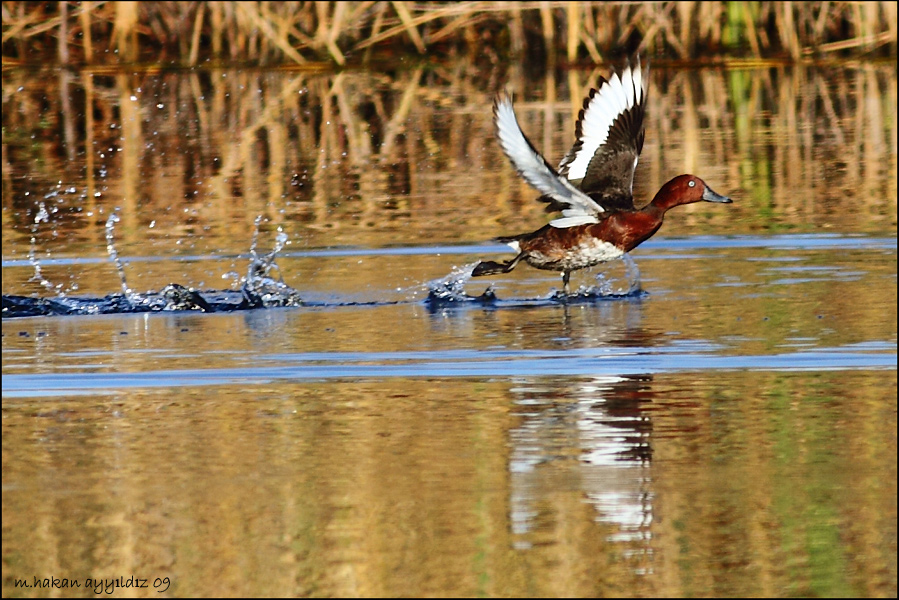 Ferruginous Duck