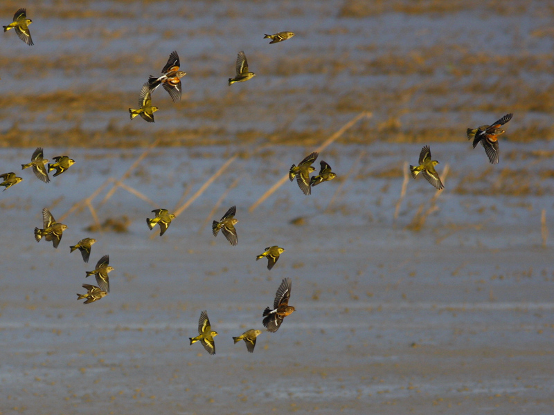 Brambling