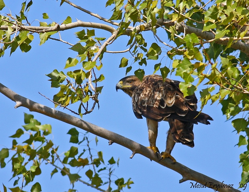 Eastern Imperial Eagle
