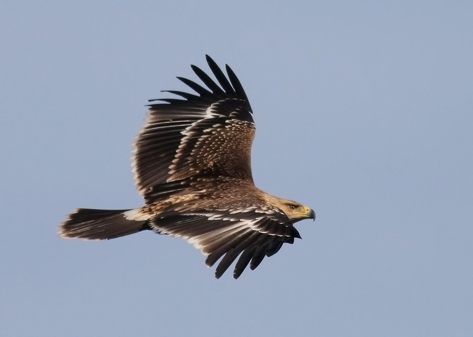 Eastern Imperial Eagle