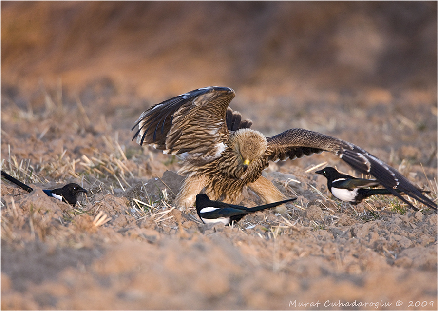 Eastern Imperial Eagle