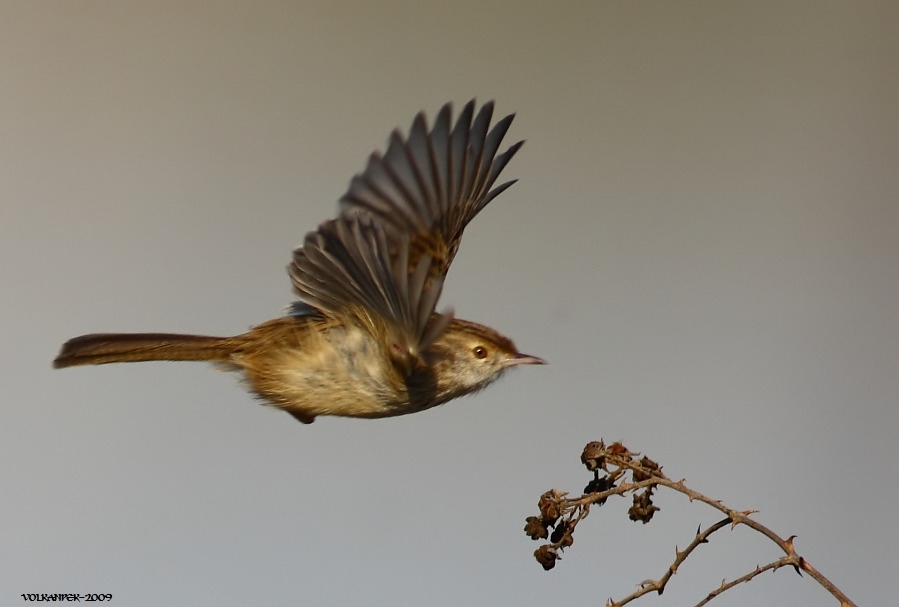 Delicate Prinia