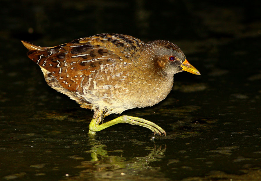 Spotted Crake