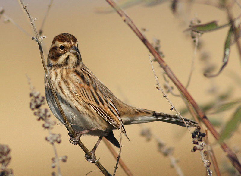Common Reed Bunting