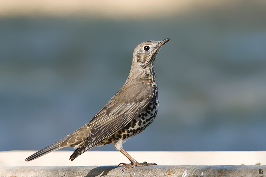 Mistle Thrush