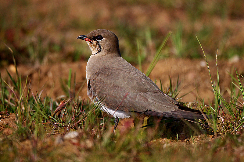 Collared Pratincole