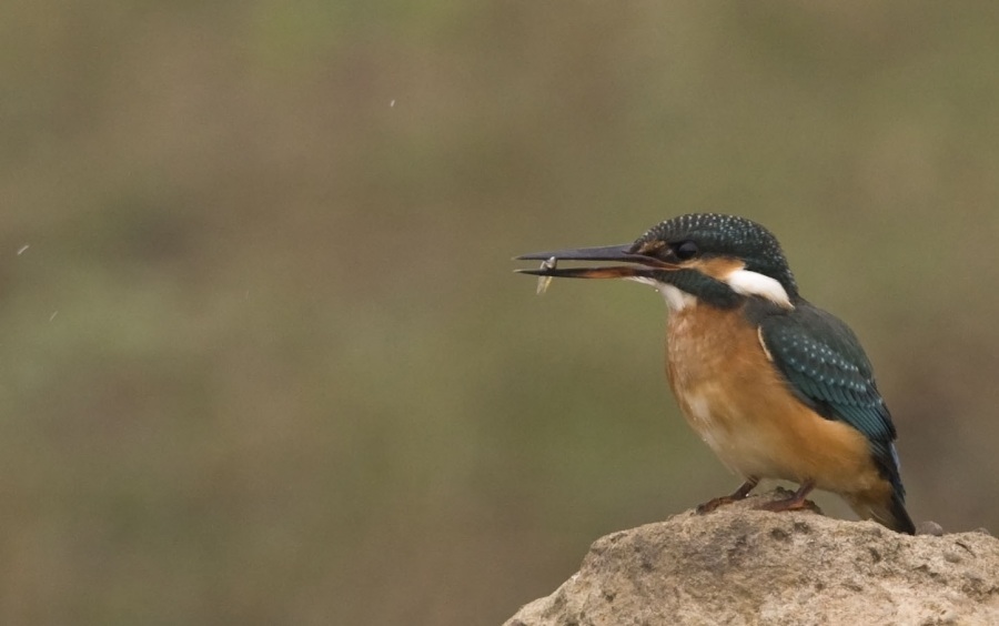 Common Kingfisher