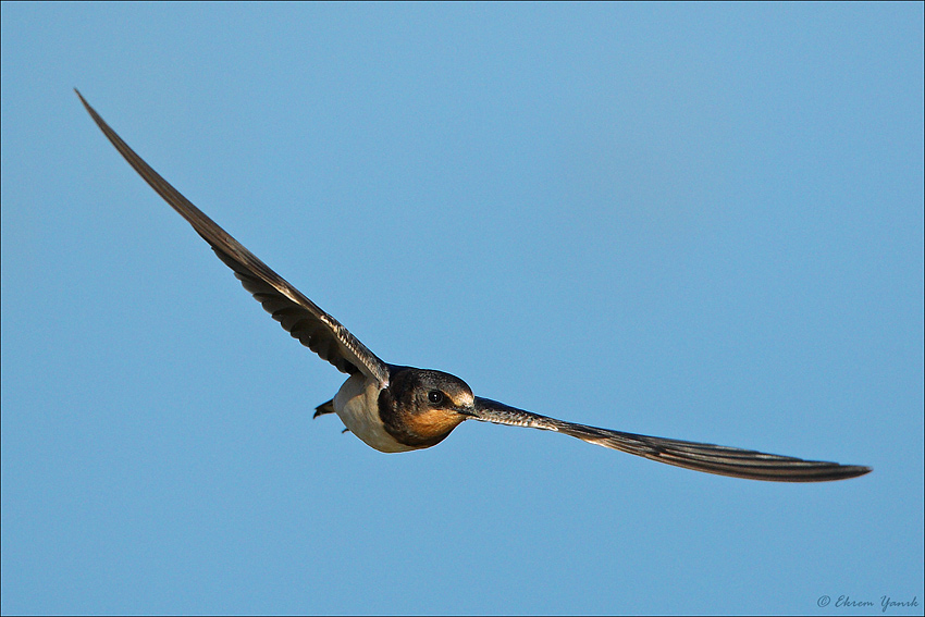 Barn Swallow