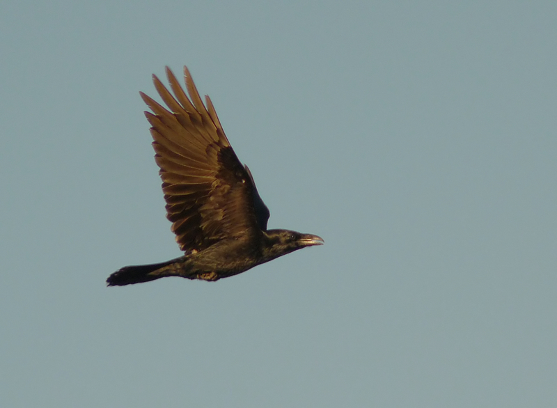 Northern Raven