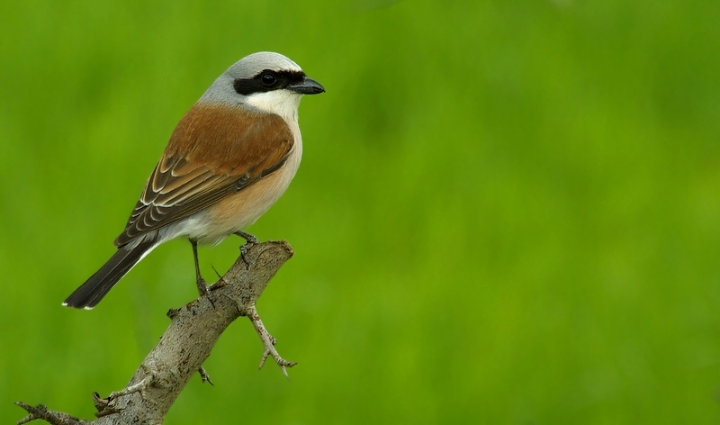 Red-backed Shrike