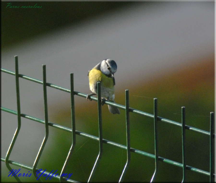 Eurasian Blue Tit