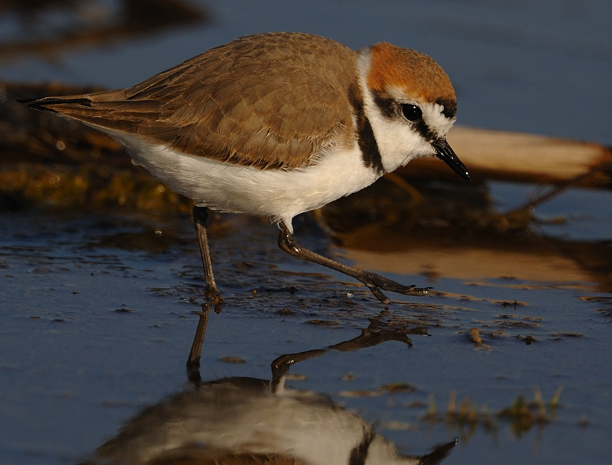 Kentish Plover