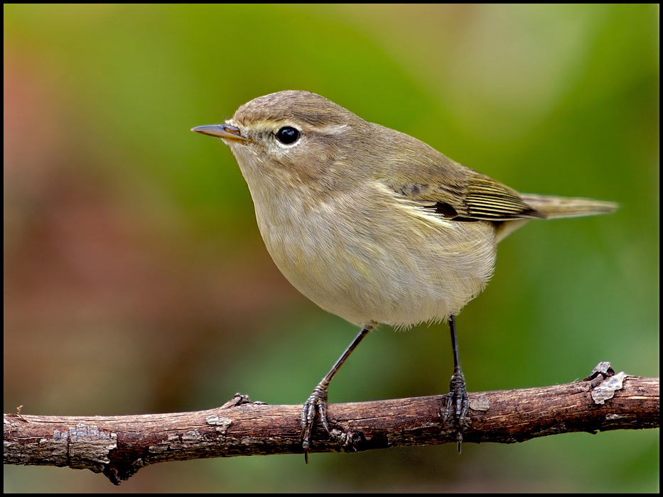Common Chiffchaff
