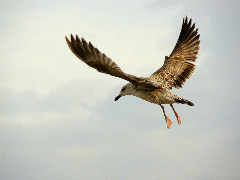 Yellow-legged Gull
