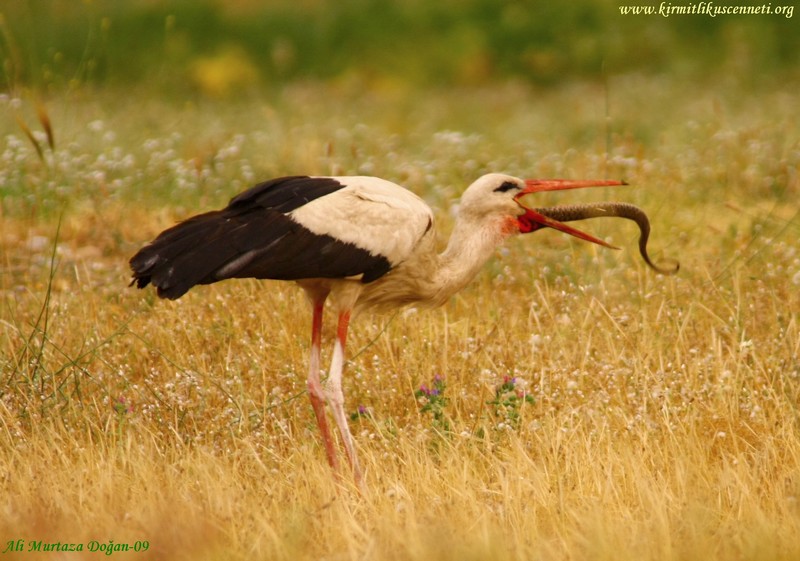 White Stork