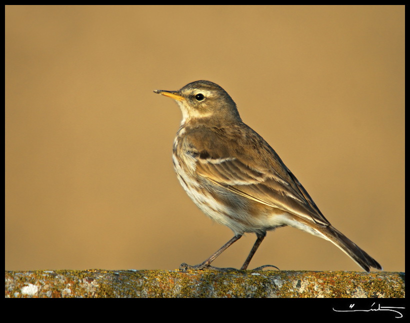 Water Pipit