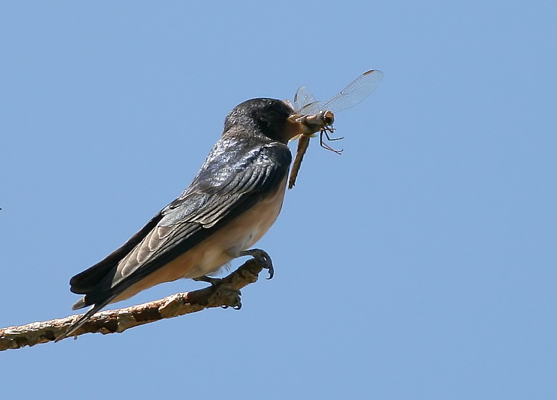 Barn Swallow