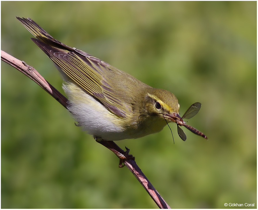 Willow Warbler