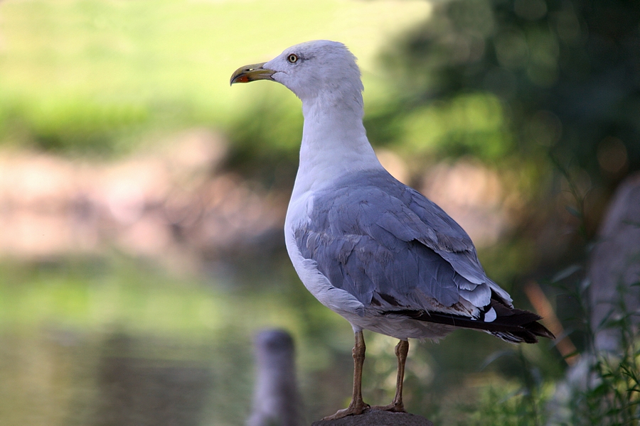 Yellow-legged Gull