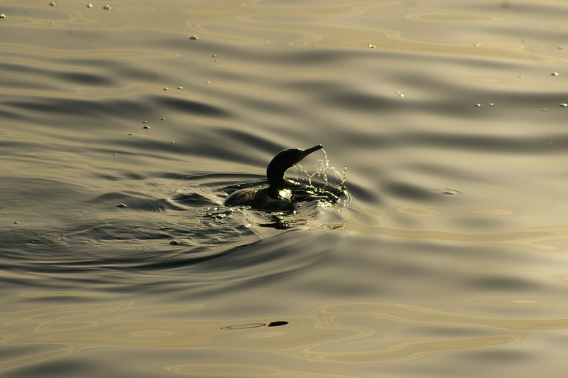 Great Cormorant