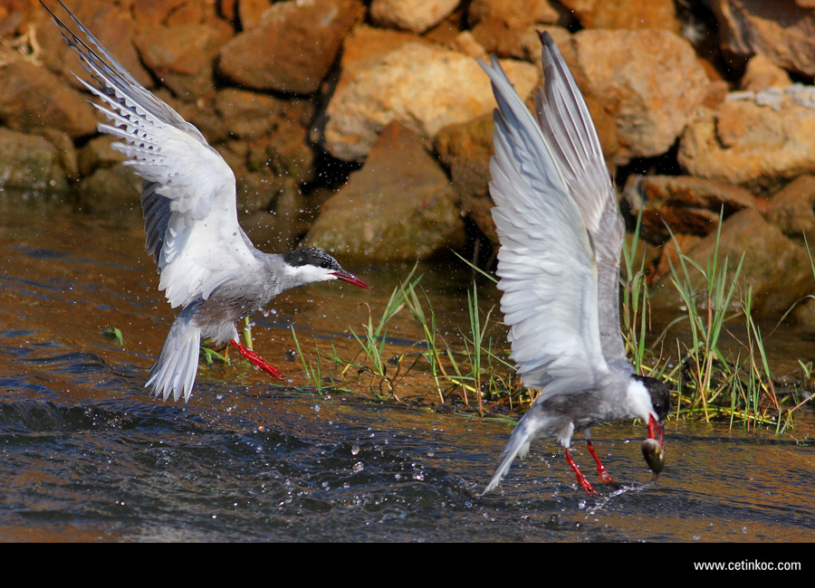 Whiskered Tern