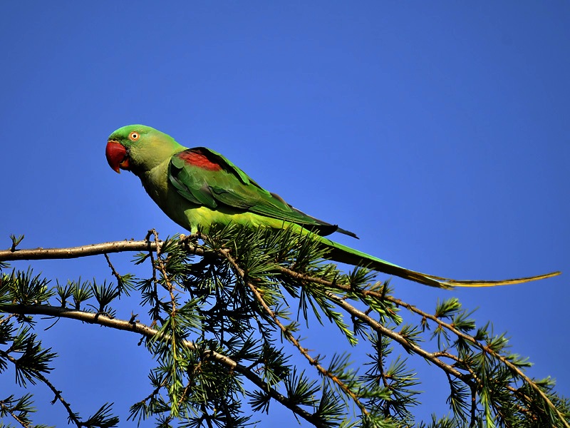 Alexandrine Parakeet