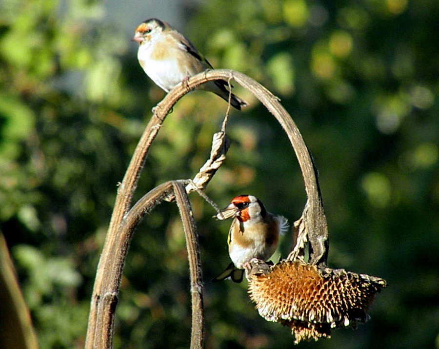 European Goldfinch