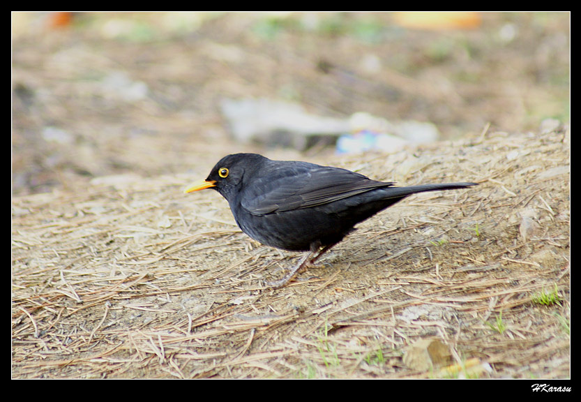 Common Blackbird