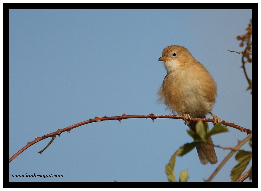 Iraq Babbler