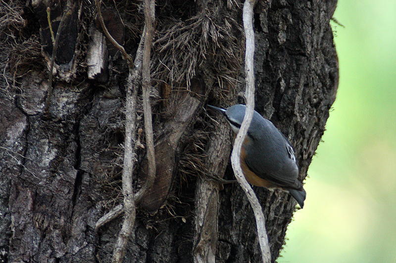 Eurasian Nuthatch