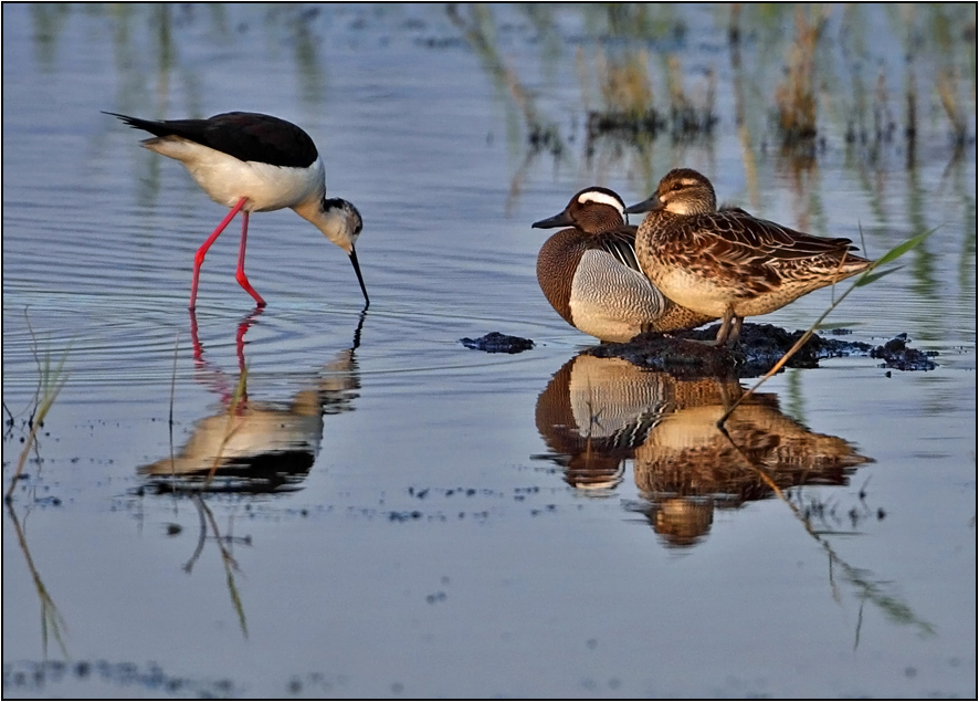 Garganey