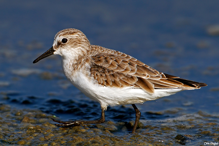 Little Stint