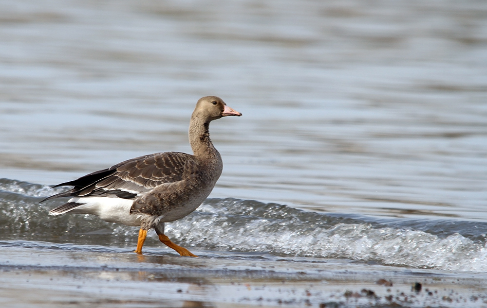Greater White-fronted Goose